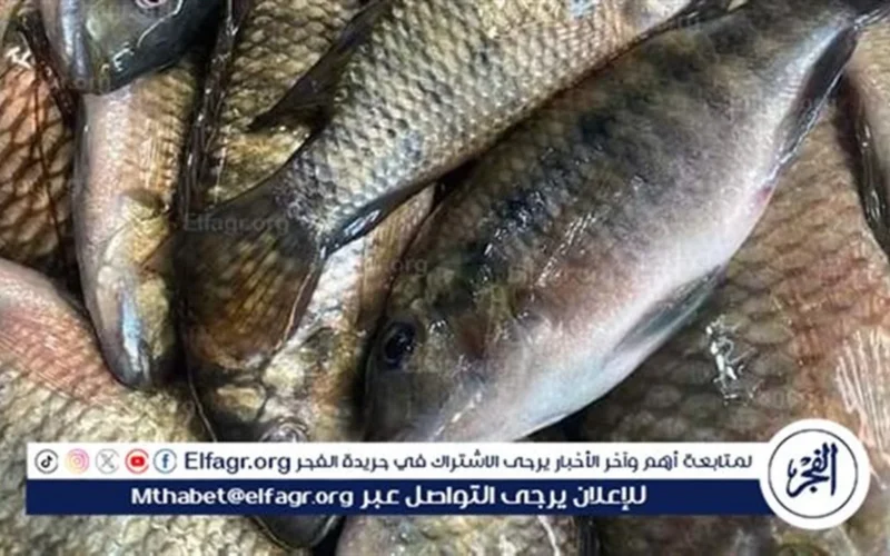 أسعار السمك البلطي والبوري في أسواق المنيا السبت 2025